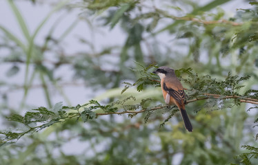 Long tailed shrike