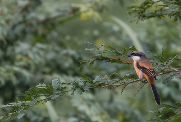 Long tailed shrike