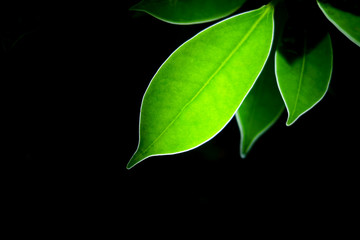 Transparent green leaf with black background