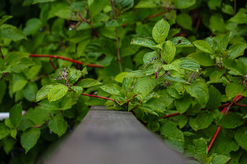 Pflanze mit roten Ästen und Regentropfen auf den Blättern