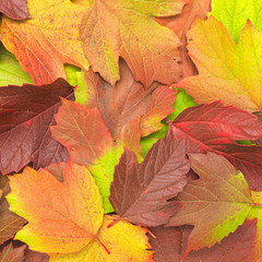 Naklejka na ściany i meble Fall foliage in the fall. Leaves of a plant of different colors
