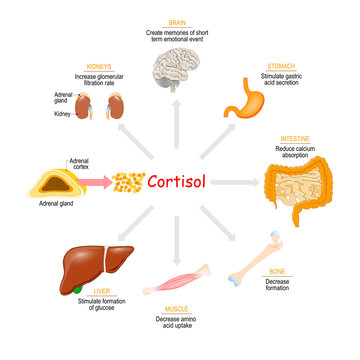 Cortisol hormone. Health effects