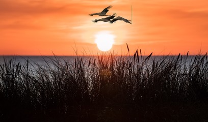 kraniche bei sonnenuntergang