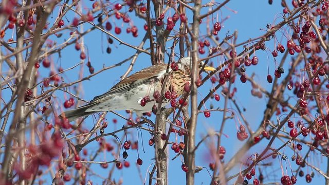 Thrush Fieldfare (Turdus pilaris) eats red berries