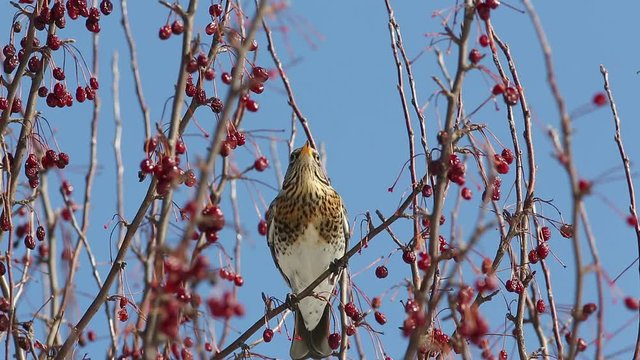 Thrush Fieldfare (Turdus pilaris) eats red berries