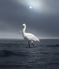 White Giant Bird Walking in the Sea at Sunset.