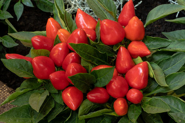Spanischer Pfeffer