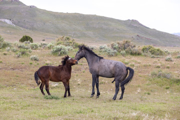 Obraz premium Wild Horses in the Utah Desert in Spring