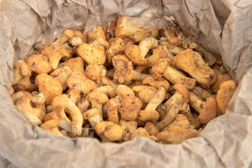 Cantharellus mushrooms. Closeup of a heap of yellow mushrooms in a paper bag (raw food)