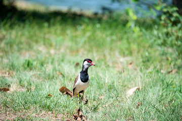 Red-wattled lapwing