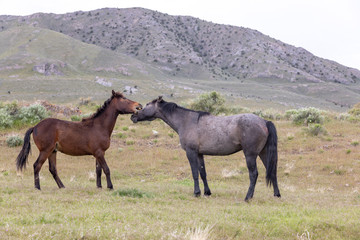 Wild Horses in the Utah Desert in Spring