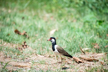 Red-wattled lapwing