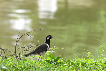 Red-wattled lapwing