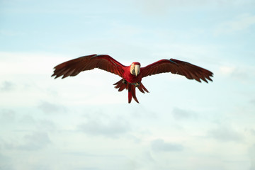 Naklejka premium One red macaw parrot is flying with beauty.