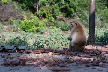 Big monkeys eat sweet potatoes.