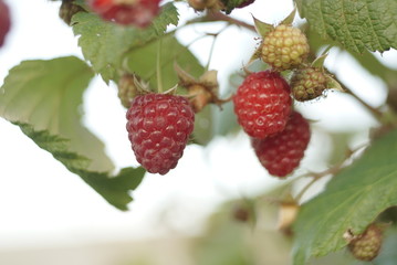 In the garden on the branches of the raspberries among green leaves
