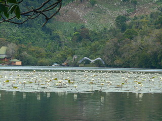 birds over the river