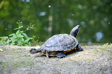 Red Eared Slider Turtle Resting near Pond
