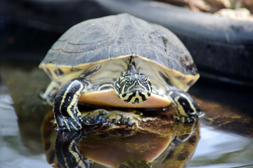 Red Eared Slider Turtle on Stone With Water Reflection