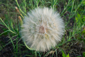 A large puff seed head - Western Salsify (Tragopogon dubius) in the Palouse region of Washington State