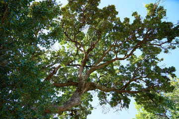 Schatten spendender Baum, Insel Lesbos, Griechenland