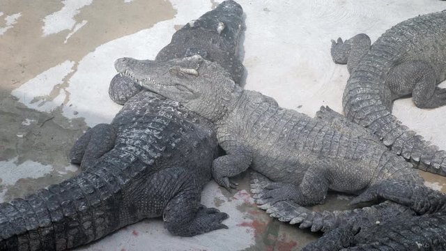 group of crocodiles sleeping inside a farm under the sun ( close up )