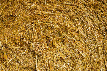 Round straw bales in russian fields on sunset