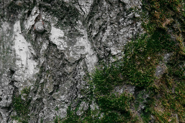 Texture macro old birch covered with green moss