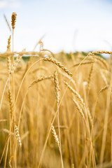 A lot of golden spikelets on a wheat field