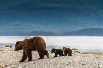 Fototapeten Huge mother bear together with two small cubs. On the beach in Alaska. Brown bear and her kids are looking for food, behind is big green forest. Wild life on the island close to Juneau. Excursion. © shorex.koss