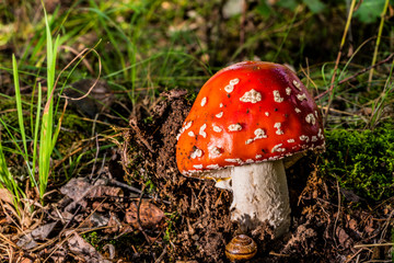 Red mushroom climbs out of the ground