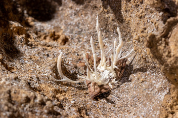 La polilla parasitada