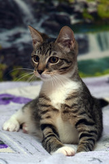 striped european shorthair cat