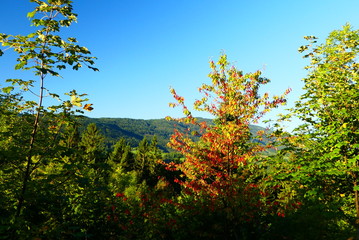 Fototapeta premium herbstlicher Wald