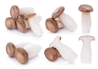 King oyster mushroom Pleurotus eryngii on white background