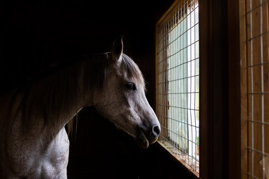 Arabian horse looking out barn window