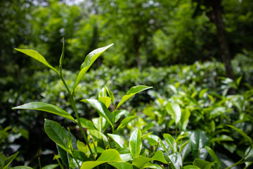Tea estate,green tea pants,organic tea leaves