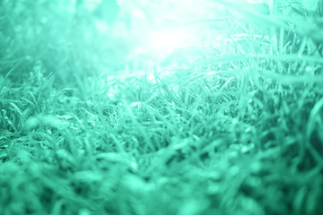 Grass illuminated by the sun close-up. Background image, summer glade. The concept of outdoor recreation. Shades of green and yellow.