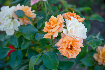 Close up shoot of Rosa peace flower. Green leafs background....