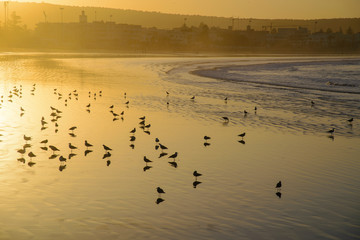 Sunrise ... Seagulls in the low tide of ocean