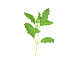 Fresh basil leaf isolated on white background, close up. Basil herb