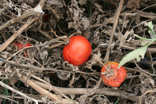 dry tomto plant