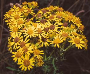 Yellow flowers bundled up together 