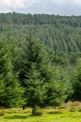 Fototapeta na wymiar Trees and heathland of Dartmoor National Park, Devon, UK