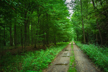 Naklejka premium Dirt road with puddles in a green forest