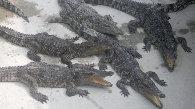 group of crocodiles sleeping with open jaws inside a farm under the sun ( close up )