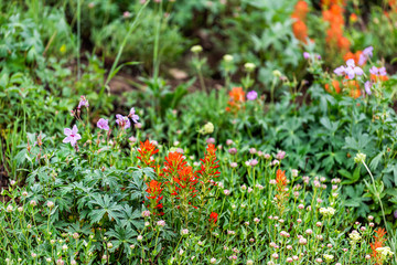 Albion Basin, Utah beautiful summer in 2019 in Wasatch mountains with closeup of wildflowers red paintbrush flowers in meadow