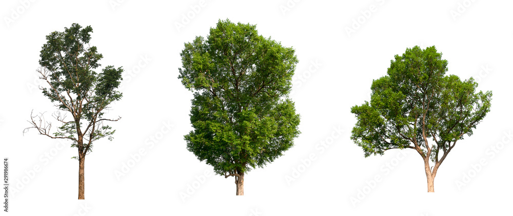 Poster isolated tree collection on white backdrop