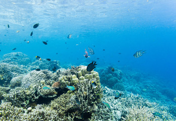 Fish and beautiful coral reef grows in Komodo National Park, Indonesia