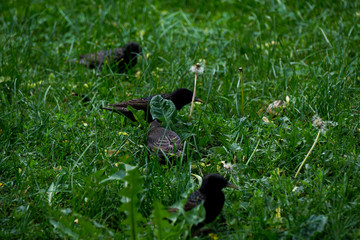 birds on gras